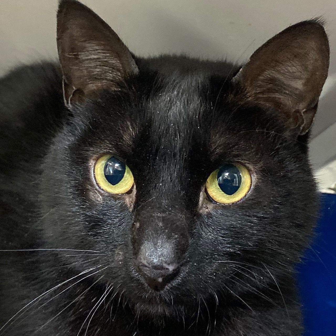 Cat rescued from San Mateo-Hayward Bridge utility box